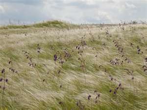 Сергей Шэ...