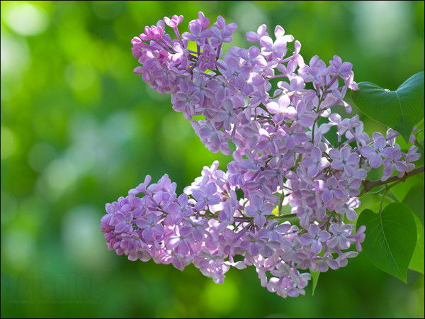 Алёна Зверева