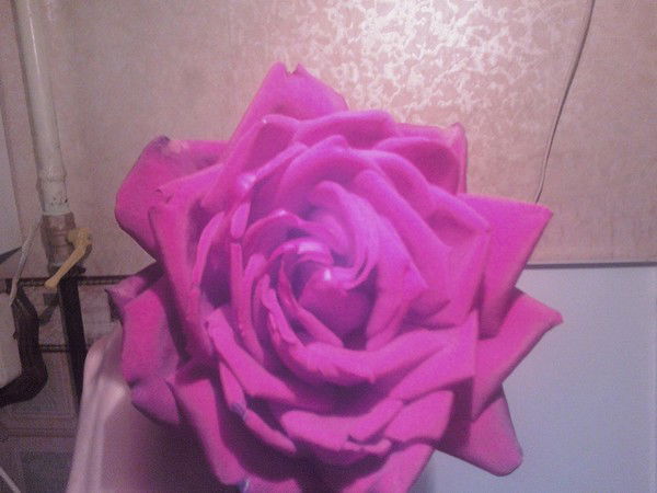 Татьяна Сорокина