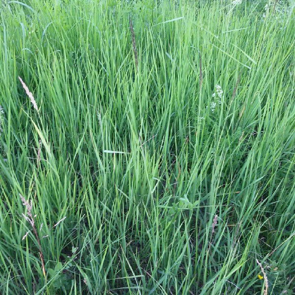 Даниил Цветков