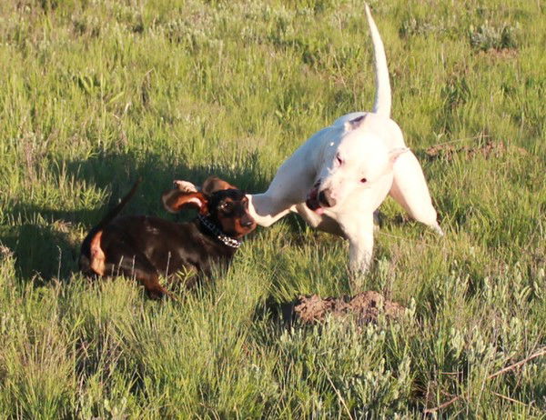 Алексей Альвиев