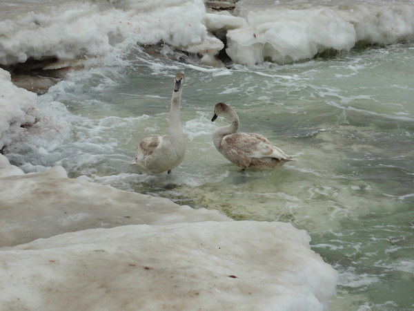 А Аймаганбет