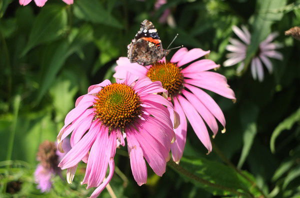 Хмельницкая Альбина