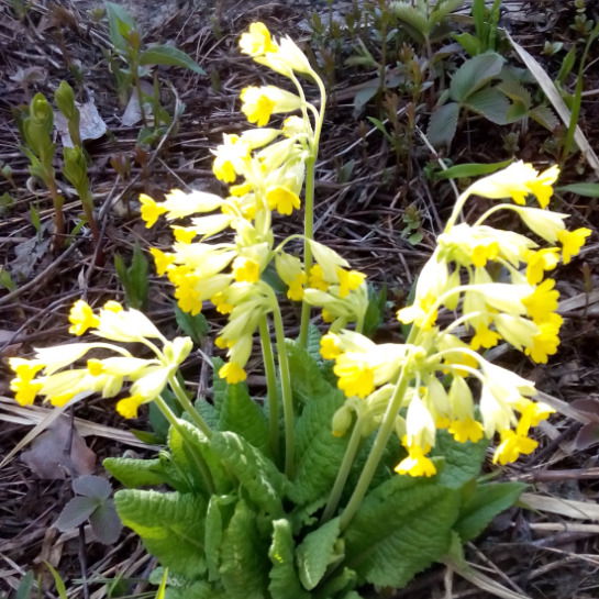 Олег Мингалеев