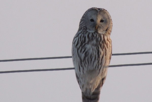 Валера Вольт