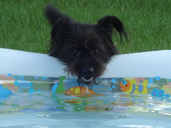 Богдан Верховинець