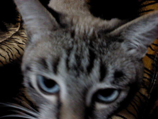 Галя Финеева