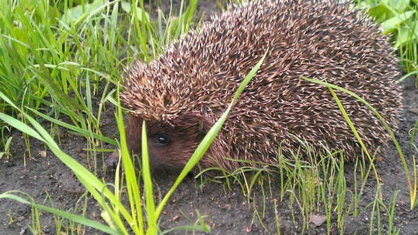 Фатима Телегина