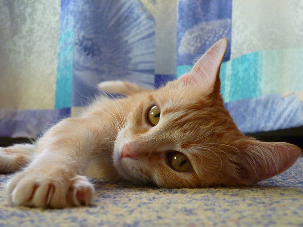 Анастасия Василькова