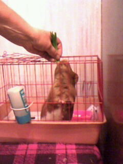 Елена Матвеева