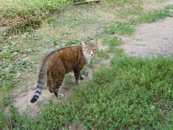 Саша Бронников