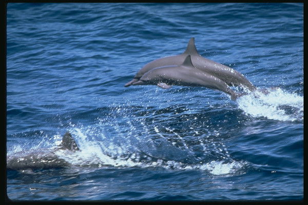 Неизвестно Неизвестно