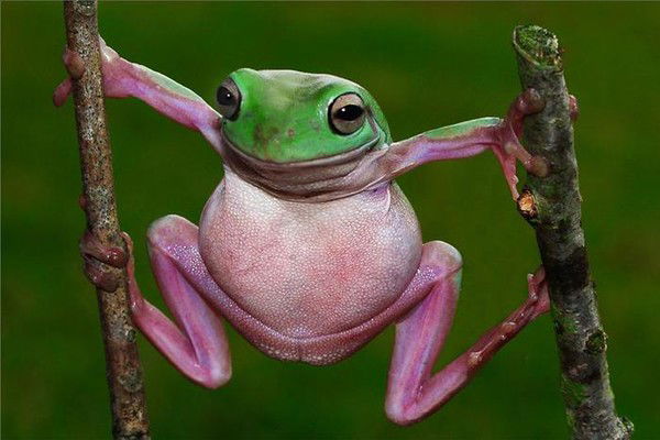 Елена Нескреба