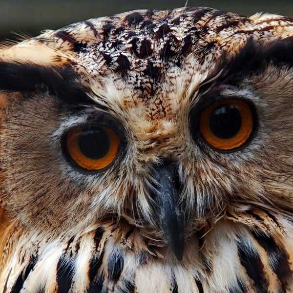 Виктория Менх