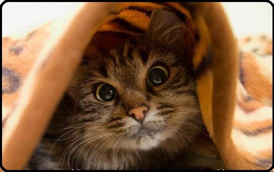 Наталья Колиниченко