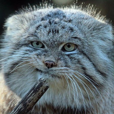 Евгения Тальникова