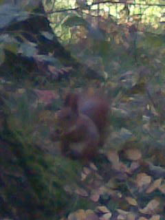 Сергей Дмитренко