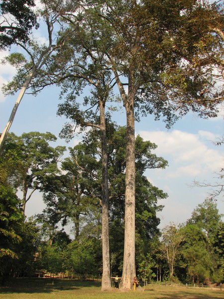 Семеренко Наталия