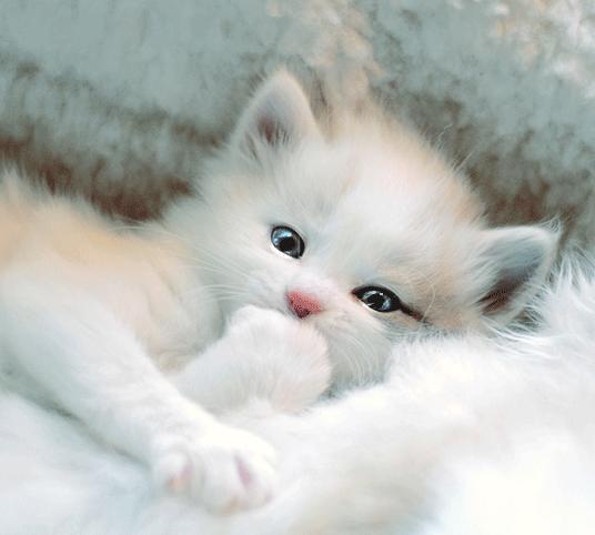 Елена Григорьева