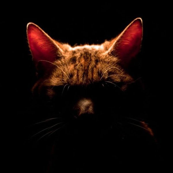 Cамир Джамшитов