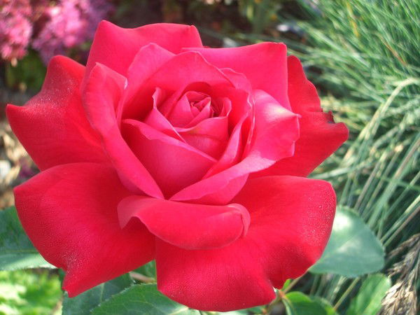 Аземгул Сулайманова