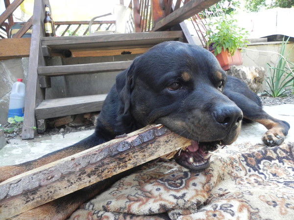 Анатолий Приверт