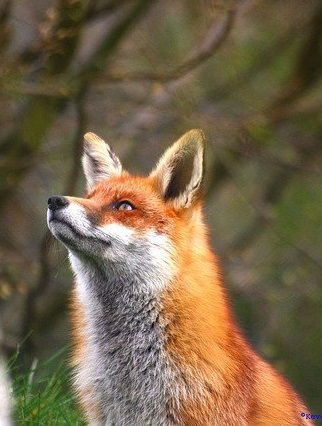 Ярослав Клизубов