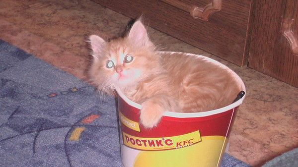 Татьяна Заболотная