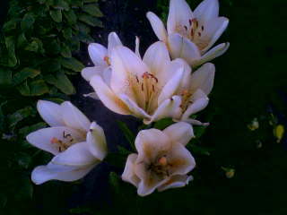 Елена Михайлова