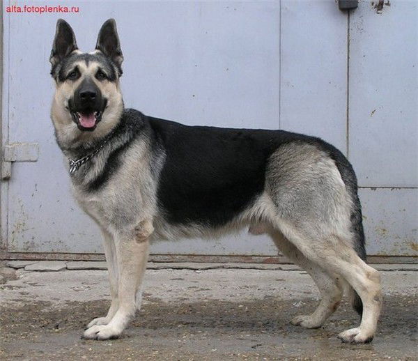 Евгений Шепелев