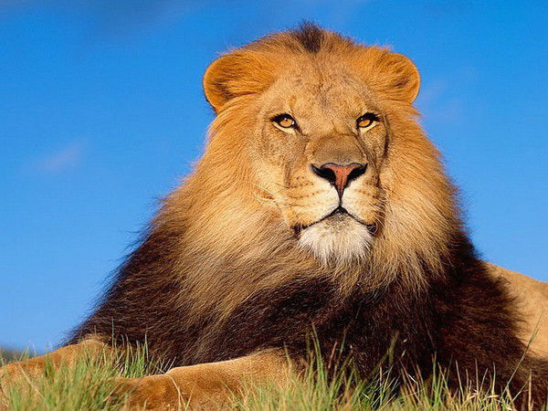 Виктор Холод