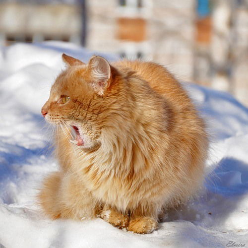 Эсмукин Эскимошка