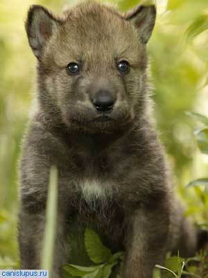 Евгения Ташлицкая