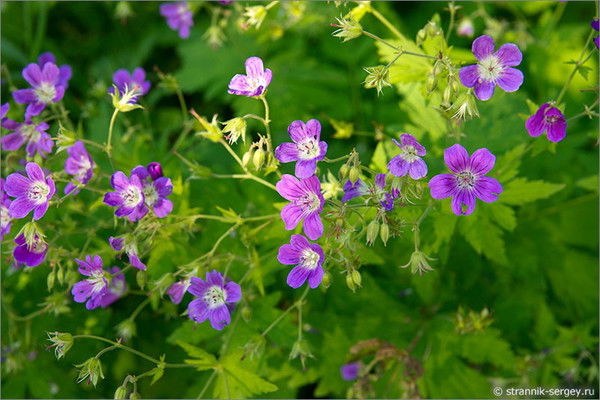 Фатима Абдыгапыр Кызы