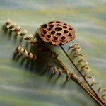 Наталия Молчанова