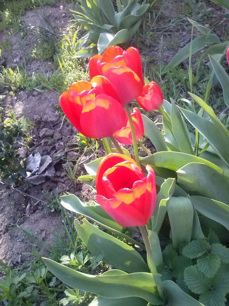 Игорь Шавров