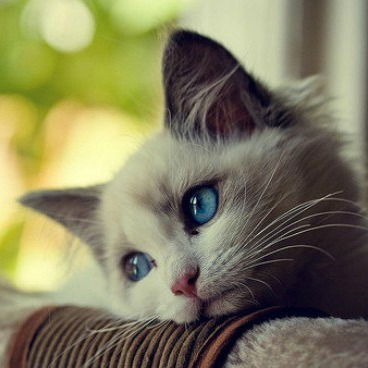 Кристина Кузьмич