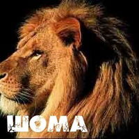 Шамиль Магомедов