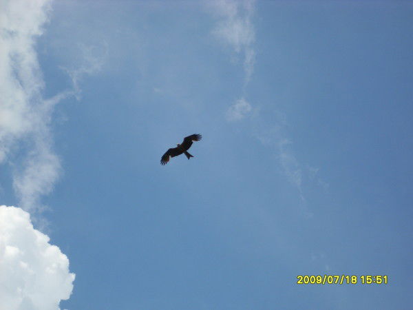 Анатолий Шевченко