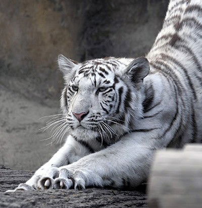 Ольга Баталова