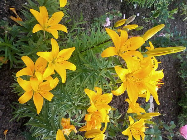 Ирина Кирикович