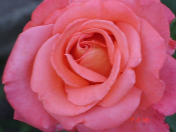 Юлия Губанова