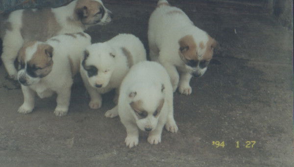 Алена Маныч