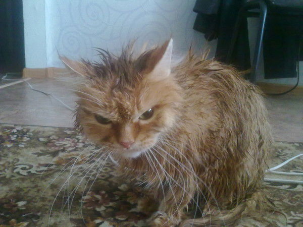 Олег Черепанов