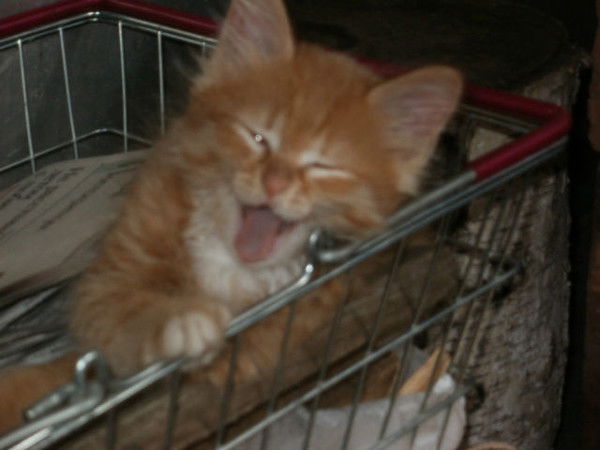 Александр Киселевич