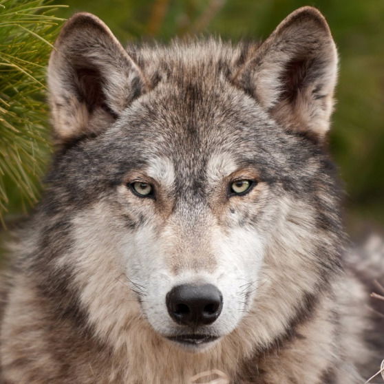 Игорь Гришанов