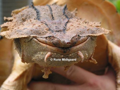 Монти Пайтон