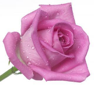 Дина Базилова