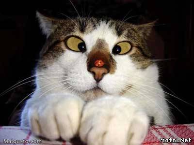 Артем Геддерт