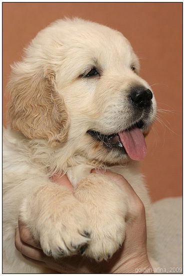 Семён Берников